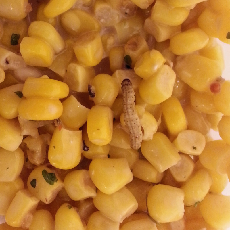 Enlarged view: Maize kernels with maggot infestation
