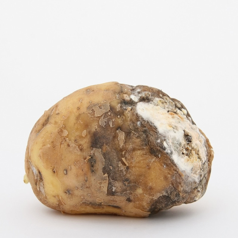 Enlarged view: Mouldy potato