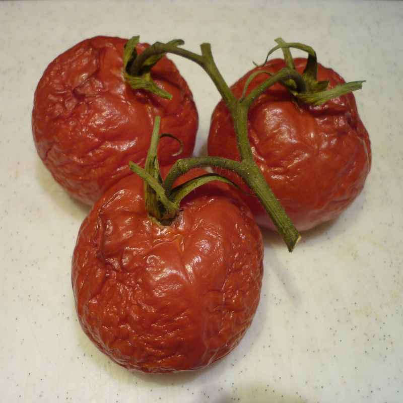 Enlarged view: Shrivelled tomatoes